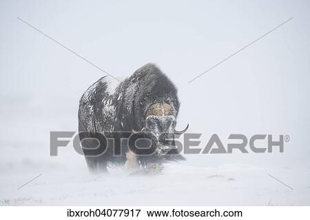 Moschusochse (Ovibos moschatus) im Schneesturm, Dovrefjell-Sunndalsfjella-Nationalpark, Norwegen, Europa View Large Photo Image Stock Photo - Moschusochse (Ovibos moschatus) im Schneesturm, Dovrefjell-Sunndalsfjella-Nationalpark, Norwegen, Europa. Fotosearch