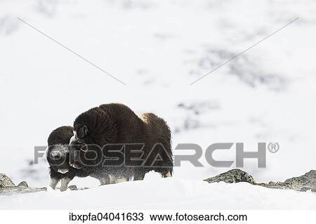 Moschusochse (Ovibos moschatus) mit Jungtier, Dovrefjell-Sunndalsfjella Nationalpark, Norwegen, Europa View Large Photo Image Stock Image - Moschusochse (Ovibos moschatus) mit Jungtier, Dovrefjell-Sunndalsfjella Nationalpark, Norwegen, Europa. Fotosearch
