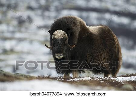 Moschusochse (Ovibos moschatus), Dovrefjell-Sunndalsfjella-Nationalpark, Norwegen, Europa View Large Photo Image Picture - Moschusochse (Ovibos moschatus), Dovrefjell-Sunndalsfjella-Nationalpark, Norwegen, Europa. Fotosearch