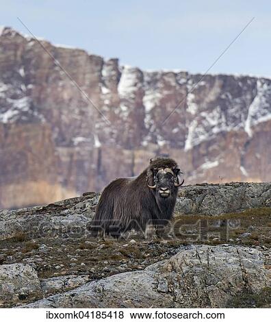 Stock Photo - Moschusochse (Ovibos moschatus) steht in Berglandschaft, Blomsterbugten, Ymers, Kaiser Franz Joseph Fjord, Nordost-Gronland-Nationalpark, Gronland, Nordamerika. Fotosearch