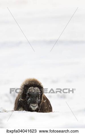 Moschusochse (Ovibos moschatus), Dovrefjell-Sunndalsfjella Nationalpark, Norwegen, Europa View Large Photo Image Stock Image - Moschusochse (Ovibos moschatus), Dovrefjell-Sunndalsfjella Nationalpark, Norwegen, Europa. Fotosearch