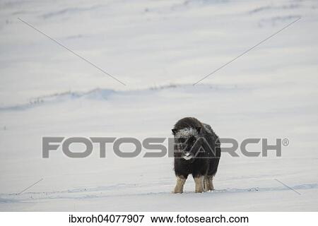 Moschusochse (Ovibos moschatus), Jungtier, Dovrefjell-Sunndalsfjella-Nationalpark, Norwegen, Europa View Large Photo Image Stock Photo - Moschusochse (Ovibos moschatus), Jungtier, Dovrefjell-Sunndalsfjella-Nationalpark, Norwegen, Europa. Fotosearch