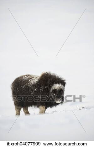 Moschusochse (Ovibos moschatus), Jungtier, Dovrefjell-Sunndalsfjella-Nationalpark, Norwegen, Europa View Large Photo Image Stock Photo - Moschusochse (Ovibos moschatus), Jungtier, Dovrefjell-Sunndalsfjella-Nationalpark, Norwegen, Europa. Fotosearch