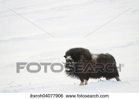 Moschusochse (Ovibos moschatus), Weibchen, Dovrefjell-Sunndalsfjella-Nationalpark, Norwegen, Europa View Large Photo Image Stock Photograph - Moschusochse (Ovibos moschatus), Weibchen, Dovrefjell-Sunndalsfjella-Nationalpark, Norwegen, Europa. Fotosearch