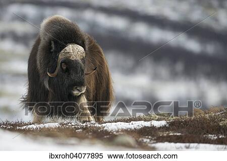 Stock Photography - Moschusochse (Ovibos moschatus), Dovrefjell-Sunndalsfjella-Nationalpark, Norwegen, Europa. Fotosearch
