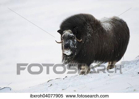 Moschusochse (Ovibos moschatus), Weibchen, Dovrefjell-Sunndalsfjella-Nationalpark, Norwegen, Europa View Large Photo Image Stock Photography - Moschusochse (Ovibos moschatus), Weibchen, Dovrefjell-Sunndalsfjella-Nationalpark, Norwegen, Europa. Fotosearch