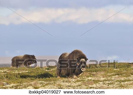 Stock Photo - Moschusochsen (Ovibos moschatus) auf dem Fjell, Dovrefjell-Sunndalsfjella-Nationalpark. Fotosearch