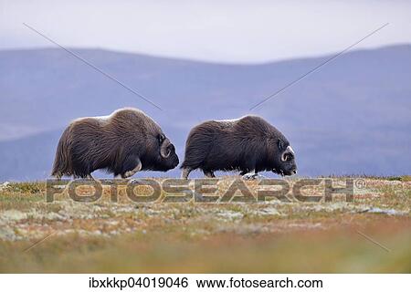 Moschusochsen (Ovibos moschatus) auf dem Fjell, Dovrefjell-Sunndalsfjella-Nationalpark View Large Photo Image Stock Photograph - Moschusochsen (Ovibos moschatus) auf dem Fjell, Dovrefjell-Sunndalsfjella-Nationalpark. Fotosearch