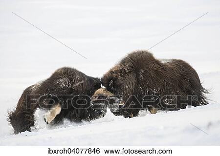 Moschusochsen (Ovibos moschatus) beim Kampf im Schnee, Dovrefjell-Sunndalsfjella-Nationalpark, Norwegen, Europa View Large Photo Image Stock Photograph - Moschusochsen (Ovibos moschatus) beim Kampf im Schnee, Dovrefjell-Sunndalsfjella-Nationalpark, Norwegen, Europa. Fotosearch