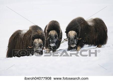 Moschusochsen (Ovibos moschatus), drei Bullen, Dovrefjell-Sunndalsfjella-Nationalpark, Norwegen, Europa View Large Photo Image Stock Photo - Moschusochsen (Ovibos moschatus), drei Bullen, Dovrefjell-Sunndalsfjella-Nationalpark, Norwegen, Europa. Fotosearch