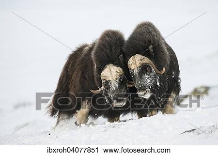 Moschusochsen (Ovibos moschatus) im Schnee, Dovrefjell-Sunndalsfjella-Nationalpark, Norwegen, Europa View Large Photo Image Stock Image - Moschusochsen (Ovibos moschatus) im Schnee, Dovrefjell-Sunndalsfjella-Nationalpark, Norwegen, Europa. Fotosearch