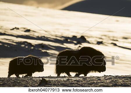 Moschusochsen (Ovibos moschatus) im Gegenlicht, Jungtier mit Muttertier, Dovrefjell-Sunndalsfjella-Nationalpark, Norwegen, Europa View Large Photo Image Stock Image - Moschusochsen (Ovibos moschatus) im Gegenlicht, Jungtier mit Muttertier, Dovrefjell-Sunndalsfjella-Nationalpark, Norwegen, Europa. Fotosearch