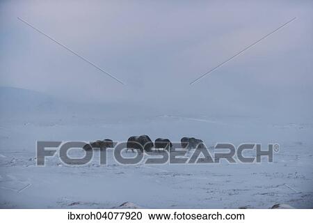 Moschusochsen (Ovibos moschatus) im Schneesturm, Dovrefjell-Sunndalsfjella-Nationalpark, Norwegen, Europa View Large Photo Image Stock Image - Moschusochsen (Ovibos moschatus) im Schneesturm, Dovrefjell-Sunndalsfjella-Nationalpark, Norwegen, Europa. Fotosearch