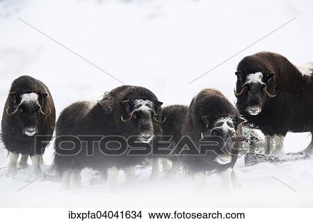 Moschusochsen (Ovibos moschatus), Dovrefjell-Sunndalsfjella Nationalpark, Norwegen, Europa View Large Photo Image Picture - Moschusochsen (Ovibos moschatus), Dovrefjell-Sunndalsfjella Nationalpark, Norwegen, Europa. Fotosearch