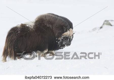 Moschusochsen (Ovibos moschatus) kampfen, Dovrefjell-Sunndalsfjella Nationalpark, Norwegen, Europa View Large Photo Image Stock Image - Moschusochsen (Ovibos moschatus) kampfen, Dovrefjell-Sunndalsfjella Nationalpark, Norwegen, Europa. Fotosearch