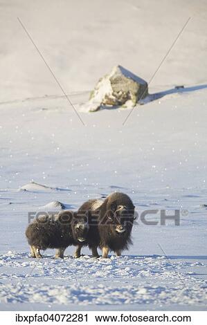 Moschusochsen (Ovibos moschatus) Muttertier mit Jungem in der Landschaft, Dovrefjell-Sunndalsfjella Nationalpark, Norwegen, Europa View Large Photo Image Stock Image - Moschusochsen (Ovibos moschatus) Muttertier mit Jungem in der Landschaft, Dovrefjell-Sunndalsfjella Nationalpark, Norwegen, Europa. Fotosearch