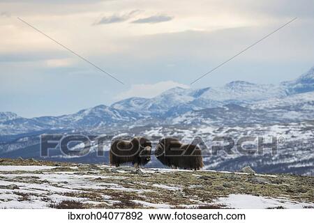 Moschusochsen (Ovibos moschatus), Mannchen, Dovrefjell-Sunndalsfjella-Nationalpark, Norwegen, Europa View Large Photo Image Stock Image - Moschusochsen (Ovibos moschatus), Mannchen, Dovrefjell-Sunndalsfjella-Nationalpark, Norwegen, Europa. Fotosearch