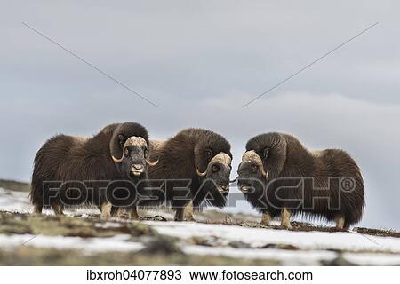Moschusochsen (Ovibos moschatus), Mannchen, Dovrefjell-Sunndalsfjella-Nationalpark, Norwegen, Europa View Large Photo Image Stock Image - Moschusochsen (Ovibos moschatus), Mannchen, Dovrefjell-Sunndalsfjella-Nationalpark, Norwegen, Europa. Fotosearch