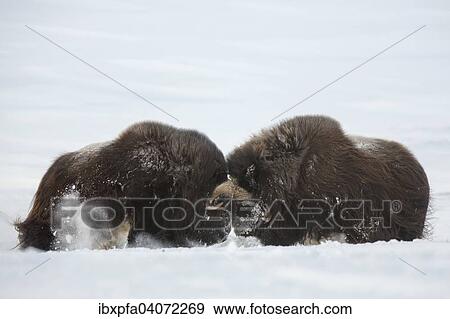 Stock Photo - Moschusochsen (Ovibos moschatus) kampfen, Dovrefjell-Sunndalsfjella Nationalpark, Norwegen, Europa. Fotosearch