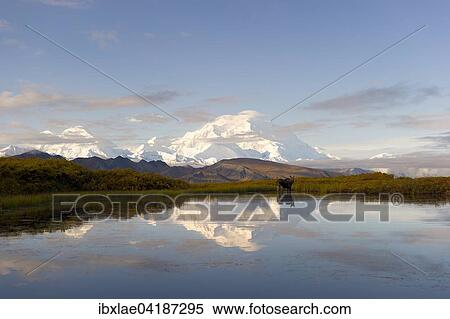 Mount Denali spiegelt sich im See, Elchkuh (Alces alces) steht im Wasser, Denali-Nationalpark, Healy, Alaska, USA, Nordamerika View Large Photo Image Stock Photography - Mount Denali spiegelt sich im See, Elchkuh (Alces alces) steht im Wasser, Denali-Nationalpark, Healy, Alaska, USA, Nordamerika. Fotosearch