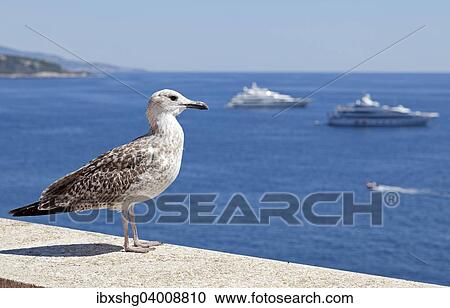Mowe an der Cote d'Azur, Monaco, Europa View Large Photo Image Stock Image - Mowe an der Cote d'Azur, Monaco, Europa. Fotosearch