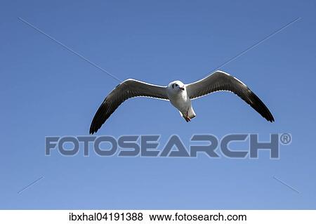 Mowe im Flug, Inle-See, Shan-Staat, Myanmar, Asien View Large Photo Image Stock Photo - Mowe im Flug, Inle-See, Shan-Staat, Myanmar, Asien. Fotosearch
