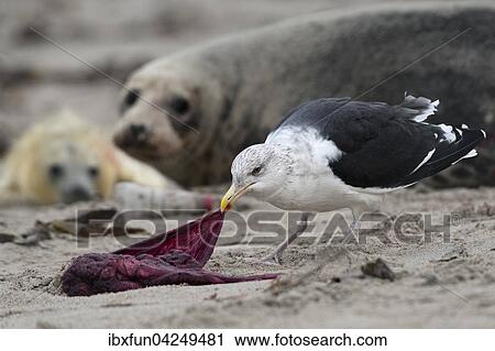 Mowe, Mantelmowe (Larus marinus) frisst Nachgeburt, hinten Kegelrobbe (Halichoerus grypus) mit Jungtier, Schleswig-Holstein, Deutschland, Europa View Large Photo Image Stock Image - Mowe, Mantelmowe (Larus marinus) frisst Nachgeburt, hinten Kegelrobbe (Halichoerus grypus) mit Jungtier, Schleswig-Holstein, Deutschland, Europa. Fotosearch