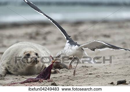 Mowe, Mantelmowe (Larus marinus) frisst Nachgeburt, Kegelrobbe (Halichoerus grypus), Schleswig-Holstein, Deutschland, Europa View Large Photo Image Stock Image - Mowe, Mantelmowe (Larus marinus) frisst Nachgeburt, Kegelrobbe (Halichoerus grypus), Schleswig-Holstein, Deutschland, Europa. Fotosearch