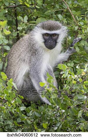 Mozambique-Grunmeerkatz (Chlorocebus pygerythrus rufoviridis), Ishasha, Queen-Elizabeth-Nationalpark, Uganda, Afrika View Large Photo Image Stock Image - Mozambique-Grunmeerkatz (Chlorocebus pygerythrus rufoviridis), Ishasha, Queen-Elizabeth-Nationalpark, Uganda, Afrika. Fotosearch