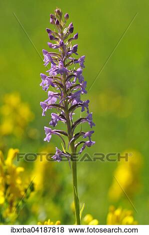 Mucken-Handelwurz (Gymnadenia conopsea), Blutenstand, Nordrhein-Westfalen, Deutschland, Europa View Large Photo Image Stock Photo - Mucken-Handelwurz (Gymnadenia conopsea), Blutenstand, Nordrhein-Westfalen, Deutschland, Europa. Fotosearch
