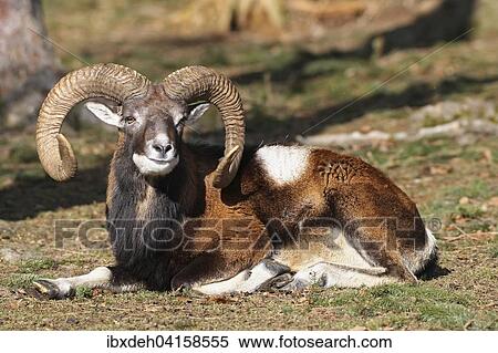 Mufflon Widder (Ovis ammon musimon), captive, Bayern, Deutschland, Europa View Large Photo Image Stock Photography - Mufflon Widder (Ovis ammon musimon), captive, Bayern, Deutschland, Europa. Fotosearch