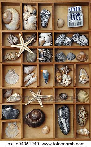 Muscheln, Steine und Stranddeko in einem Setzkasten View Large Photo Image Stock Image - Muscheln, Steine und Stranddeko in einem Setzkasten. Fotosearch