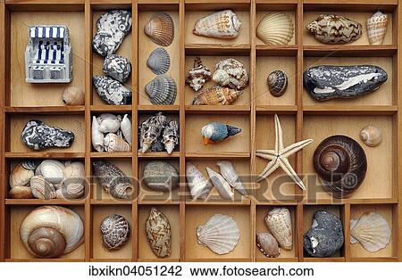 Stock Image - Muscheln, Steine und Stranddeko in einem Setzkasten. Fotosearch