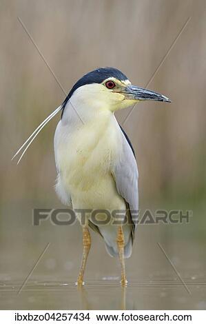 Nachtreiher (Nycticorax nycticorax), adulter Reiher steht im flachen Wasser eines Fischteichs, Nationalpark Kiskunsag, Ungarn, Europa View Large Photo Image Picture - Nachtreiher (Nycticorax nycticorax), adulter Reiher steht im flachen Wasser eines Fischteichs, Nationalpark Kiskunsag, Ungarn, Europa. Fotosearch
