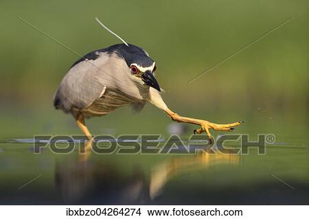 Nachtreiher (Nycticorax nycticorax), adulter Reiher beim Anschleichen an die Beute, Nationalpark Kiskunsag, Ungarn, Europa View Large Photo Image Picture - Nachtreiher (Nycticorax nycticorax), adulter Reiher beim Anschleichen an die Beute, Nationalpark Kiskunsag, Ungarn, Europa. Fotosearch