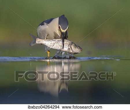 Nachtreiher (Nycticorax nycticorax), adulter Reiher mit grossem Fisch als Beute, Nationalpark Kiskunsag, Ungarn, Europa View Large Photo Image Picture - Nachtreiher (Nycticorax nycticorax), adulter Reiher mit grossem Fisch als Beute, Nationalpark Kiskunsag, Ungarn, Europa. Fotosearch