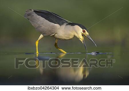 Nachtreiher (Nycticorax nycticorax), adulter Reiher beim Fischfang, Nationalpark Kiskunsag, Ungarn, Europa View Large Photo Image Picture - Nachtreiher (Nycticorax nycticorax), adulter Reiher beim Fischfang, Nationalpark Kiskunsag, Ungarn, Europa. Fotosearch