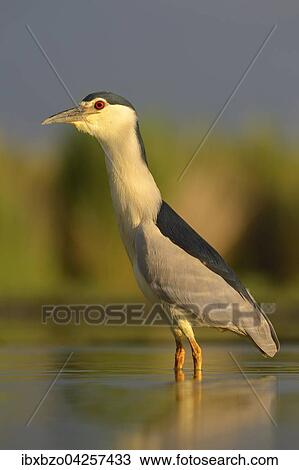 Nachtreiher (Nycticorax nycticorax), adulter Reiher im Morgenlicht, Nationalpark Kiskunsag, Ungarn, Europa View Large Photo Image Stock Image - Nachtreiher (Nycticorax nycticorax), adulter Reiher im Morgenlicht, Nationalpark Kiskunsag, Ungarn, Europa. Fotosearch