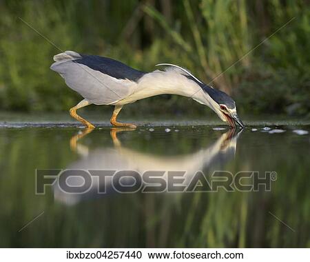 Nachtreiher (Nycticorax nycticorax), adulter Reiher bei der Jagd, Nationalpark Kiskunsag, Ungarn, Europa View Large Photo Image Stock Image - Nachtreiher (Nycticorax nycticorax), adulter Reiher bei der Jagd, Nationalpark Kiskunsag, Ungarn, Europa. Fotosearch