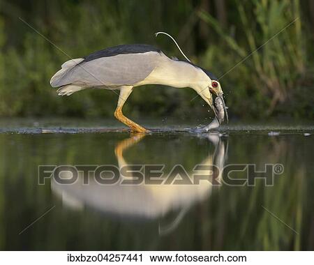 Nachtreiher (Nycticorax nycticorax), adulter Reiher mit Fisch im Schnabel, Nationalpark Kiskunsag, Ungarn, Europa View Large Photo Image Stock Image - Nachtreiher (Nycticorax nycticorax), adulter Reiher mit Fisch im Schnabel, Nationalpark Kiskunsag, Ungarn, Europa. Fotosearch