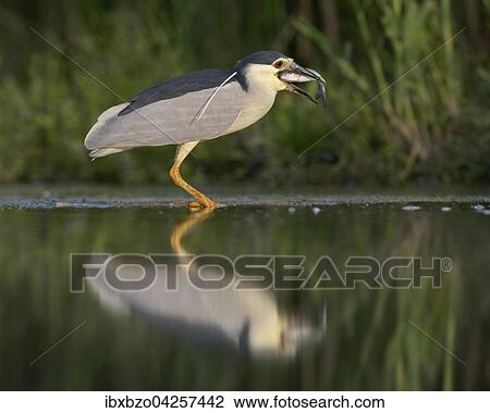 Stock Image - Nachtreiher (Nycticorax nycticorax), adulter Reiher mit Fisch im Schnabel, Nationalpark Kiskunsag, Ungarn, Europa. Fotosearch