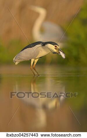 Nachtreiher (Nycticorax nycticorax), adulter Reiher in einem Teich mit Fisch im Schnabel, hinten Graureiher (Ardea cinerea), Nationalpark Kiskunsag, Ungarn, Europa View Large Photo Image Stock Image - Nachtreiher (Nycticorax nycticorax), adulter Reiher in einem Teich mit Fisch im Schnabel, hinten Graureiher (Ardea cinerea), Nationalpark Kiskunsag, Ungarn, Europa. Fotosearch