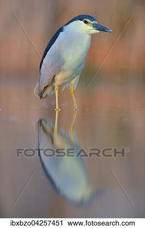 Nachtreiher (Nycticorax nycticorax), adulter Reiher steht in einem Fischteich im Abendlicht, Nationalpark Kiskunsag, Ungarn, Europa View Large Photo Image Stock Image - Nachtreiher (Nycticorax nycticorax), adulter Reiher steht in einem Fischteich im Abendlicht, Nationalpark Kiskunsag, Ungarn, Europa. Fotosearch