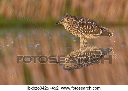 Stock Image - Nachtreiher (Nycticorax nycticorax), Jungvogel in einem Fischteich im Abendlicht, Nationalpark Kiskunsag, Ungarn, Europa. Fotosearch