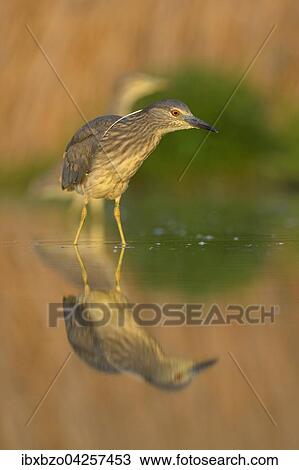 Nachtreiher (Nycticorax nycticorax), Jungvogel spiegelt sich in einem Fischteich im Abendlicht, Nationalpark Kiskunsag, Ungarn, Europa View Large Photo Image Stock Image - Nachtreiher (Nycticorax nycticorax), Jungvogel spiegelt sich in einem Fischteich im Abendlicht, Nationalpark Kiskunsag, Ungarn, Europa. Fotosearch