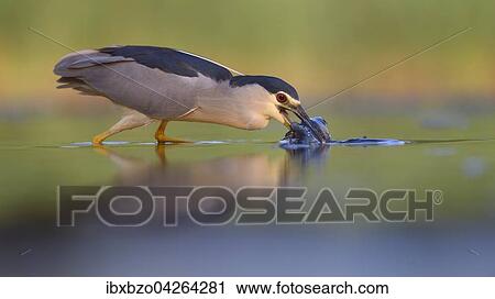 Nachtreiher (Nycticorax nycticorax), adulter Reiher beim Jagen mit Beute, Nationalpark Kiskunsag, Ungarn, Europa View Large Photo Image Stock Image - Nachtreiher (Nycticorax nycticorax), adulter Reiher beim Jagen mit Beute, Nationalpark Kiskunsag, Ungarn, Europa. Fotosearch