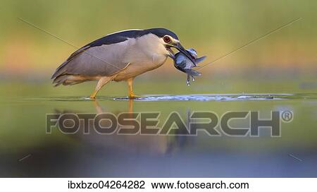 Nachtreiher (Nycticorax nycticorax), adulter Reiher mit Fisch als Beute, Nationalpark Kiskunsag, Ungarn, Europa View Large Photo Image Stock Image - Nachtreiher (Nycticorax nycticorax), adulter Reiher mit Fisch als Beute, Nationalpark Kiskunsag, Ungarn, Europa. Fotosearch