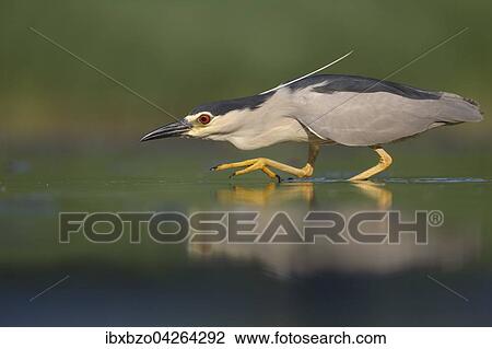 Nachtreiher (Nycticorax nycticorax), adulter Reiher beim Anschleichen an die Beute, Nationalpark Kiskunsag, Ungarn, Europa View Large Photo Image Stock Image - Nachtreiher (Nycticorax nycticorax), adulter Reiher beim Anschleichen an die Beute, Nationalpark Kiskunsag, Ungarn, Europa. Fotosearch