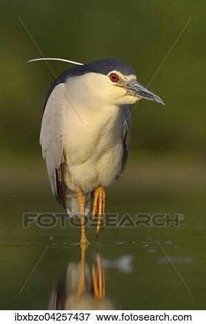 Nachtreiher (Nycticorax nycticorax), adulter Reiher schreitet aufmerksam im flachen Wasser eines Fischteichs, Nationalpark Kiskunsag, Ungarn, Europa View Large Photo Image Stock Photo - Nachtreiher (Nycticorax nycticorax), adulter Reiher schreitet aufmerksam im flachen Wasser eines Fischteichs, Nationalpark Kiskunsag, Ungarn, Europa. Fotosearch