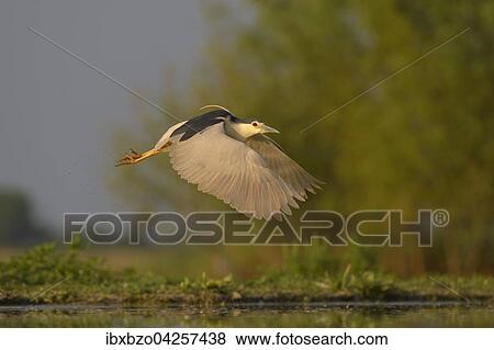 Nachtreiher (Nycticorax nycticorax), fliegt ubers Wasser im Abendlicht, Nationalpark Kiskunsag, Ungarn, Europa View Large Photo Image Stock Photo - Nachtreiher (Nycticorax nycticorax), fliegt ubers Wasser im Abendlicht, Nationalpark Kiskunsag, Ungarn, Europa. Fotosearch